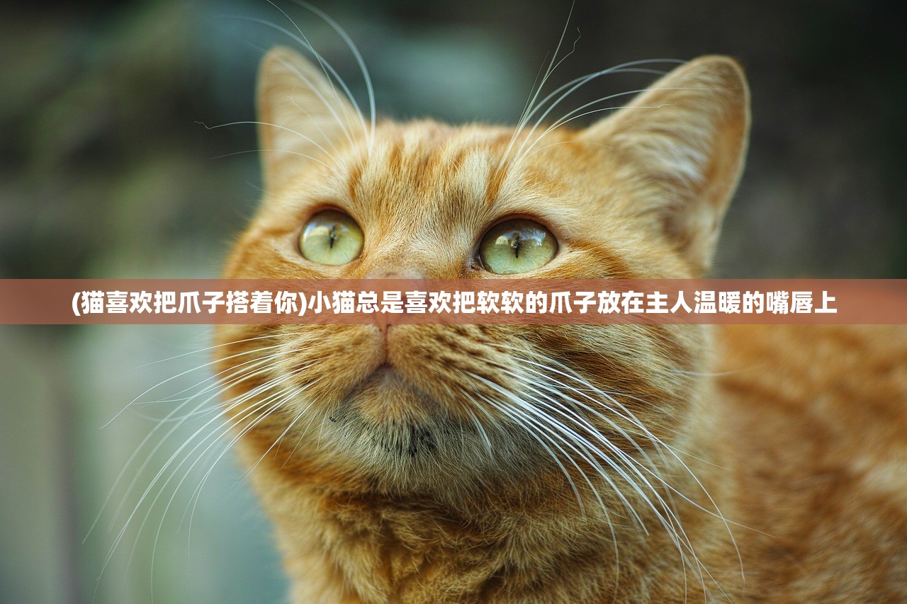 (猫喜欢把爪子搭着你)小猫总是喜欢把软软的爪子放在主人温暖的嘴唇上