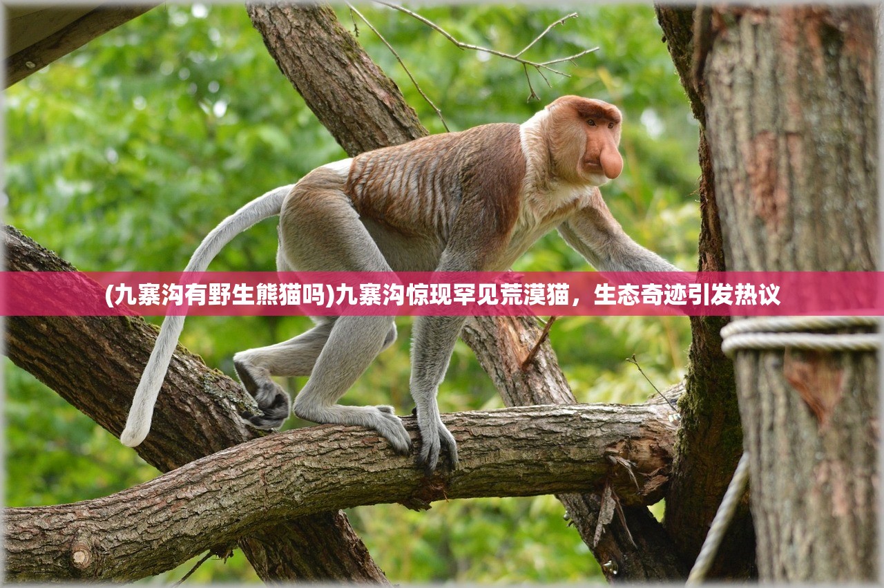 (九寨沟有野生熊猫吗)九寨沟惊现罕见荒漠猫，生态奇迹引发热议