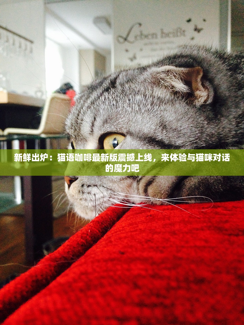 新鲜出炉：猫语咖啡最新版震撼上线，来体验与猫咪对话的魔力吧