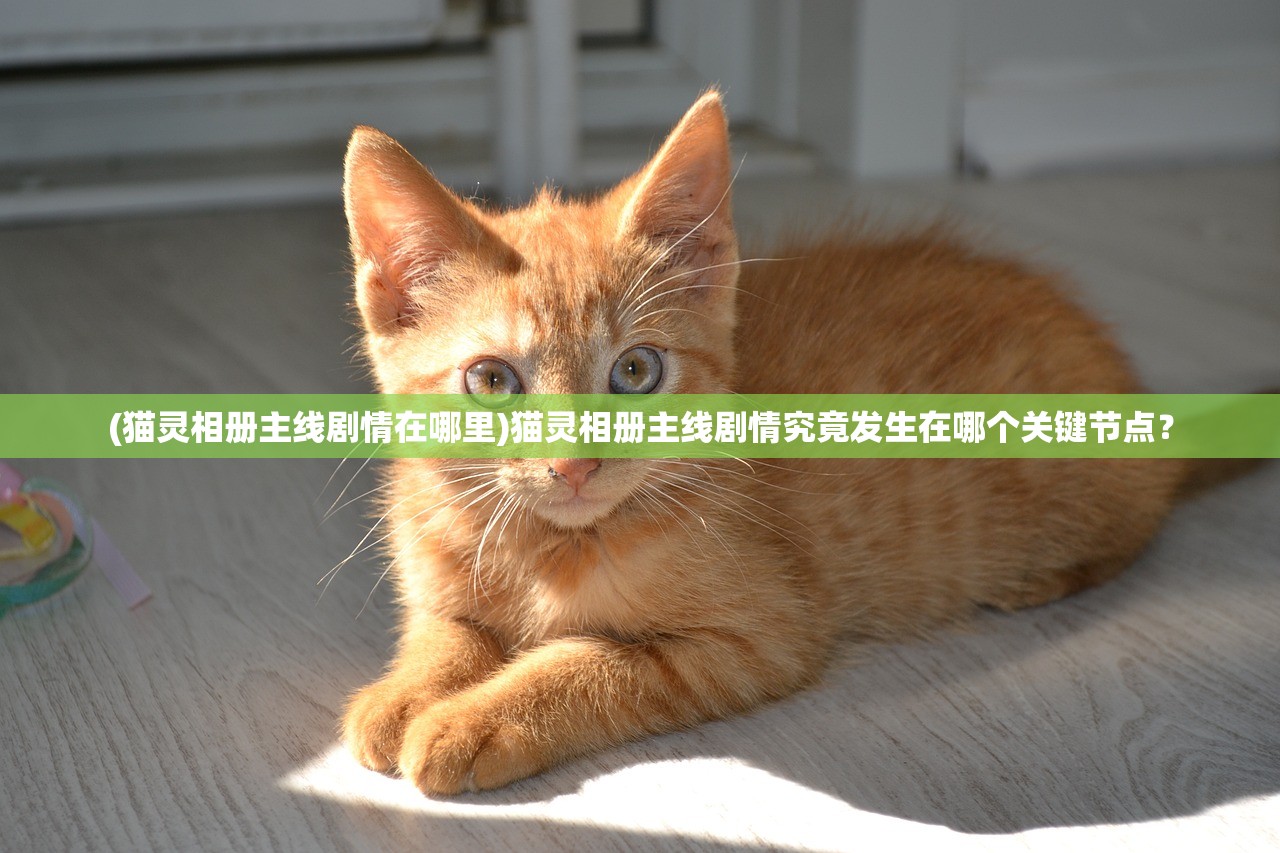 (猫灵相册主线剧情在哪里)猫灵相册主线剧情究竟发生在哪个关键节点？