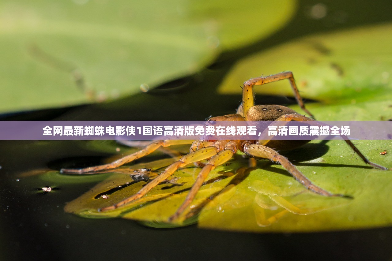 全网最新蜘蛛电影侠1国语高清版免费在线观看，高清画质震撼全场