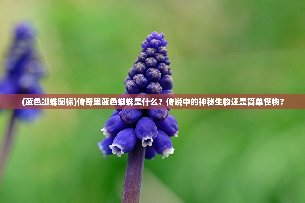 (蓝色蜘蛛图标)传奇里蓝色蜘蛛是什么？传说中的神秘生物还是简单怪物？