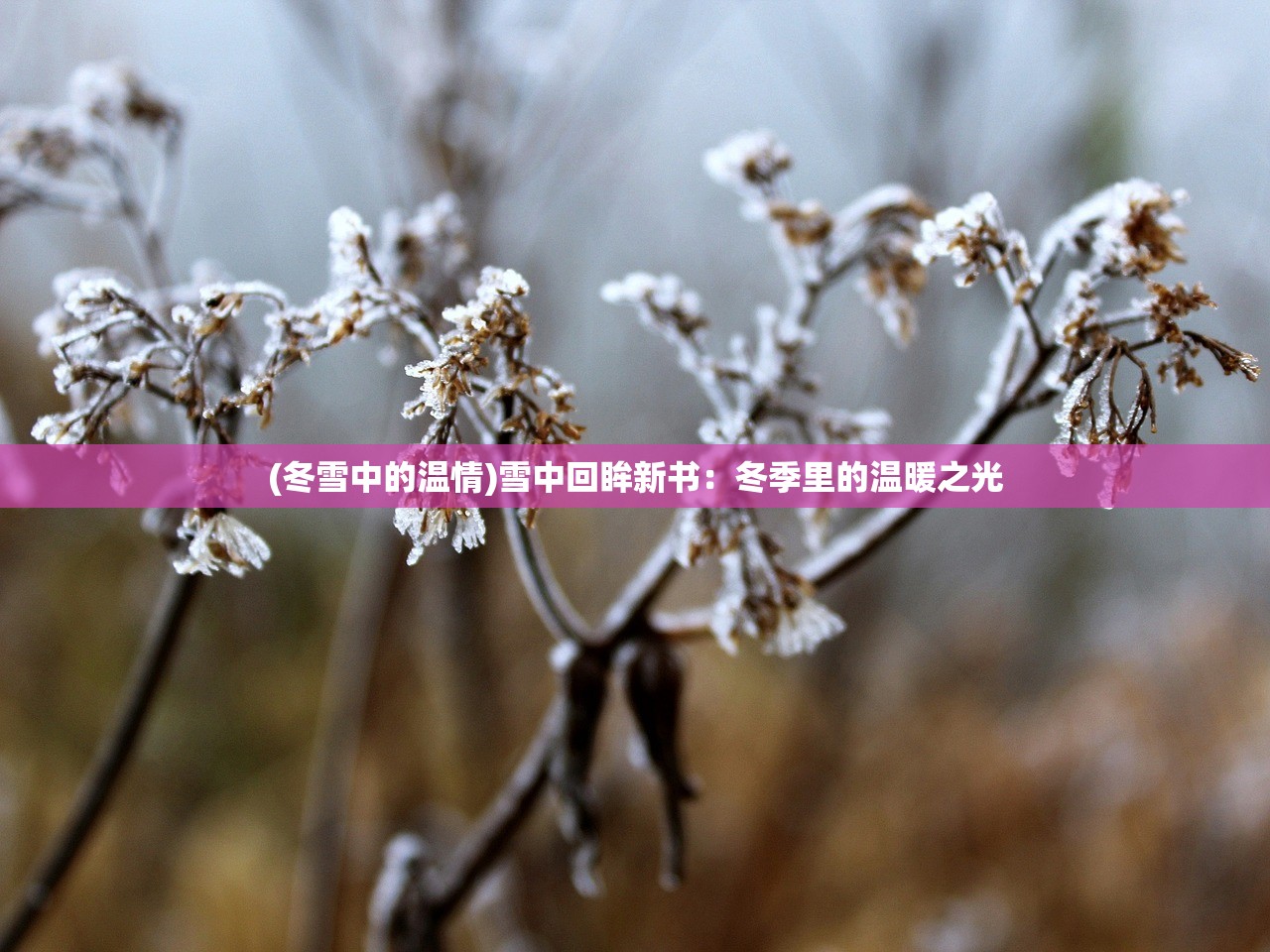 (冬雪中的温情)雪中回眸新书：冬季里的温暖之光