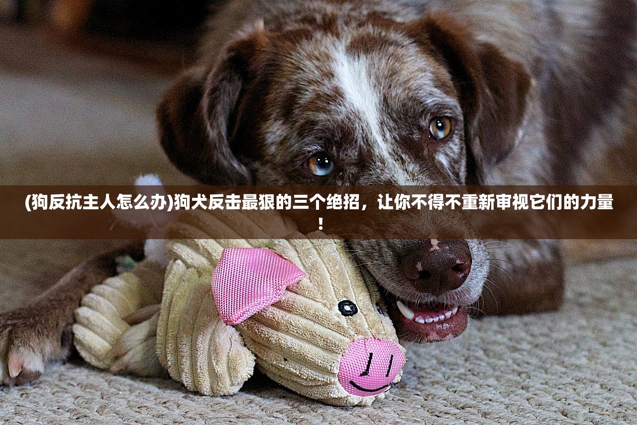 (狗反抗主人怎么办)狗犬反击最狠的三个绝招，让你不得不重新审视它们的力量！