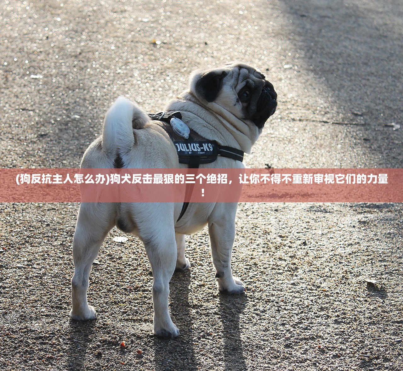 (狗反抗主人怎么办)狗犬反击最狠的三个绝招，让你不得不重新审视它们的力量！