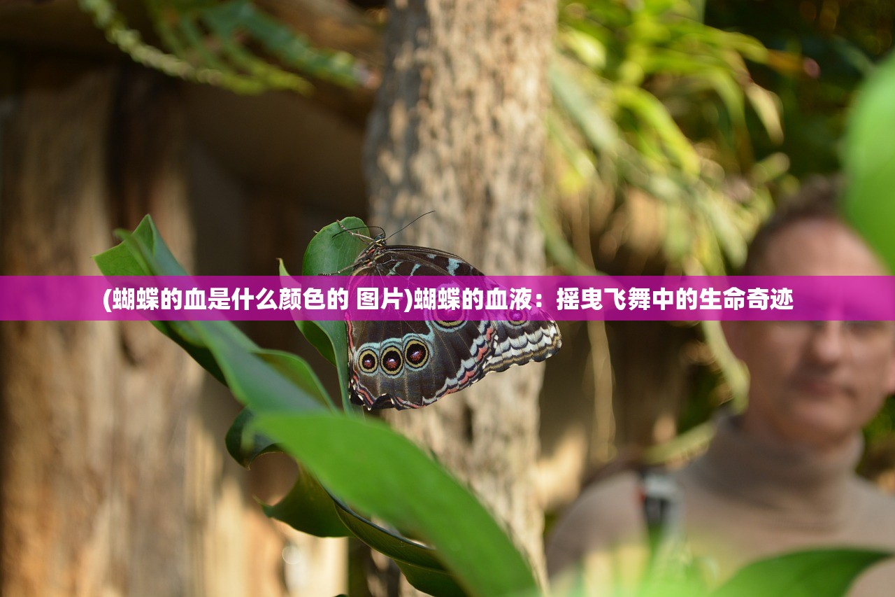 (蝴蝶的血是什么颜色的 图片)蝴蝶的血液：摇曳飞舞中的生命奇迹