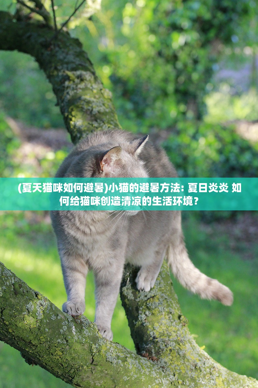 (夏天猫咪如何避暑)小猫的避暑方法: 夏日炎炎 如何给猫咪创造清凉的生活环境？