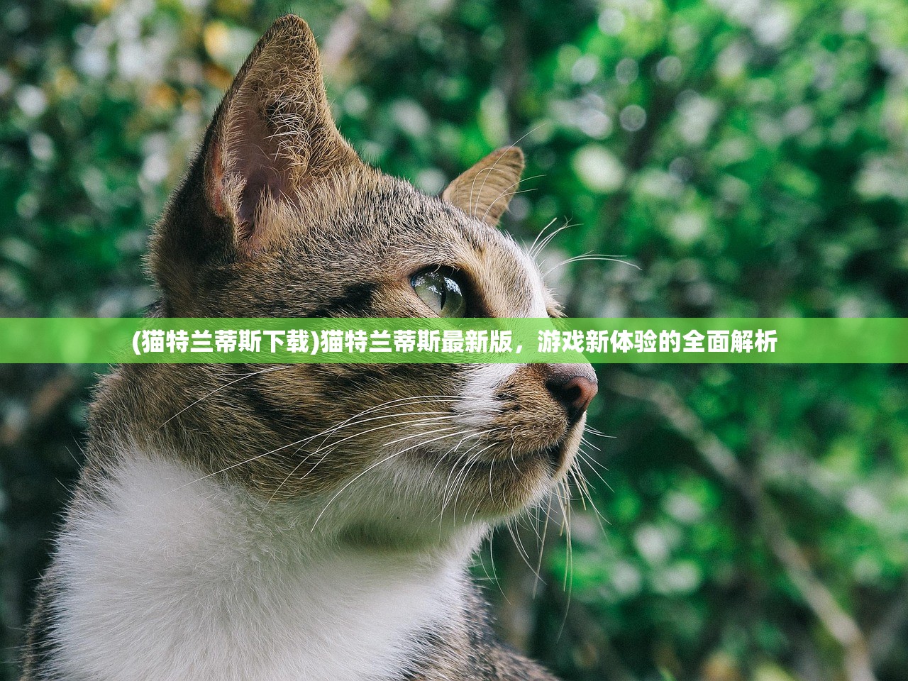 (猫特兰蒂斯下载)猫特兰蒂斯最新版，游戏新体验的全面解析