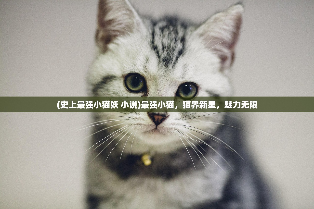 (史上最强小猫妖 小说)最强小猫，猫界新星，魅力无限