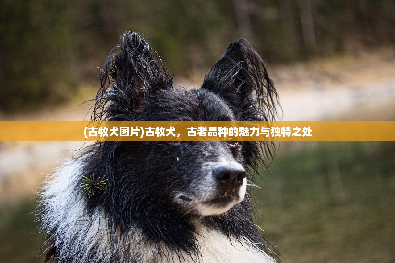 (古牧犬图片)古牧犬，古老品种的魅力与独特之处