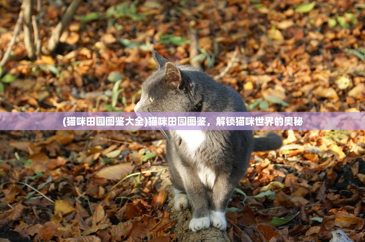 (猫咪田园图鉴大全)猫咪田园图鉴，解锁猫咪世界的奥秘