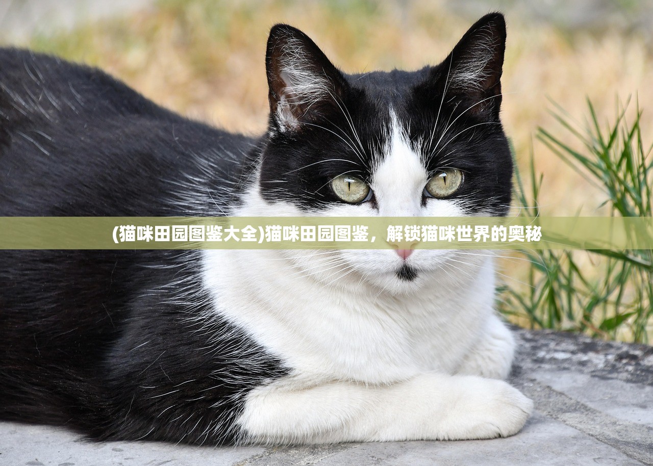 (猫咪田园图鉴大全)猫咪田园图鉴，解锁猫咪世界的奥秘