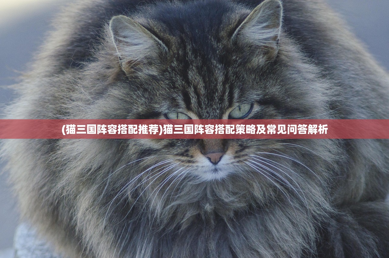 (猫三国阵容搭配推荐)猫三国阵容搭配策略及常见问答解析