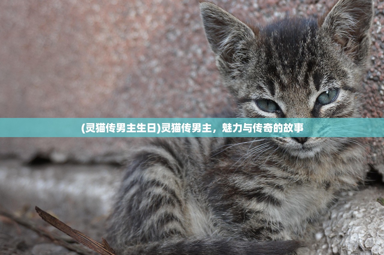 (灵猫传男主生日)灵猫传男主，魅力与传奇的故事