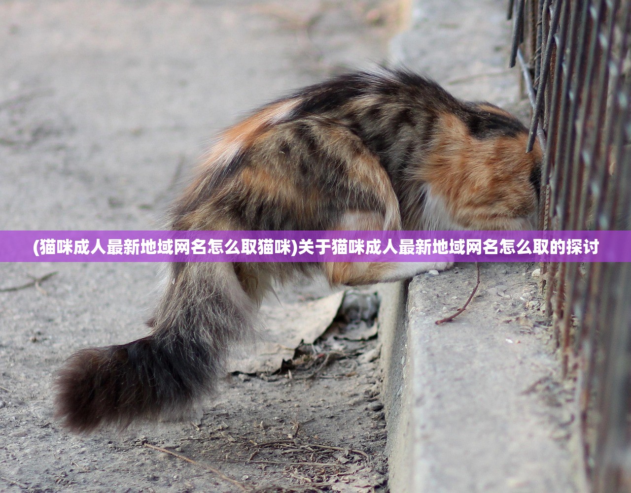 (猫咪成人最新地域网名怎么取猫咪)关于猫咪成人最新地域网名怎么取的探讨