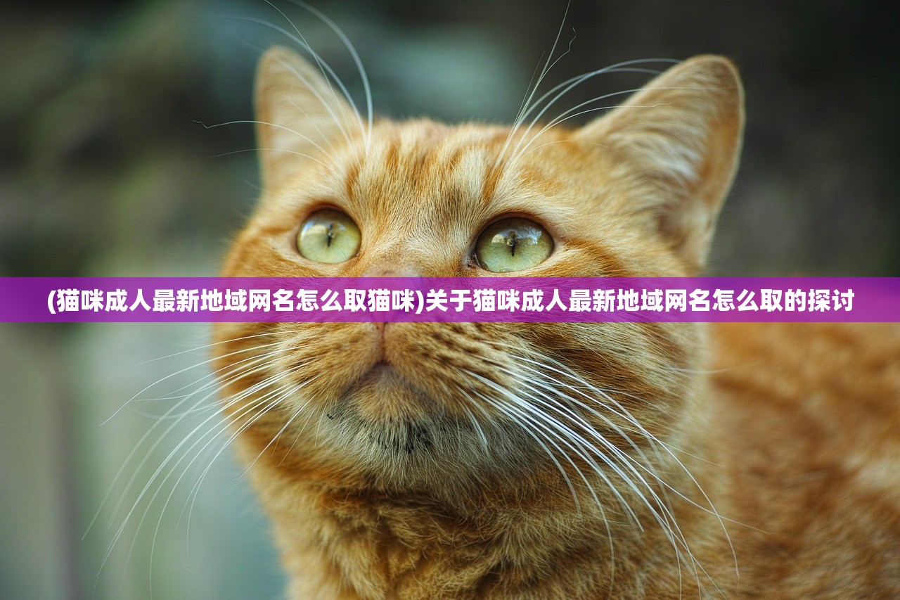 (猫咪成人最新地域网名怎么取猫咪)关于猫咪成人最新地域网名怎么取的探讨