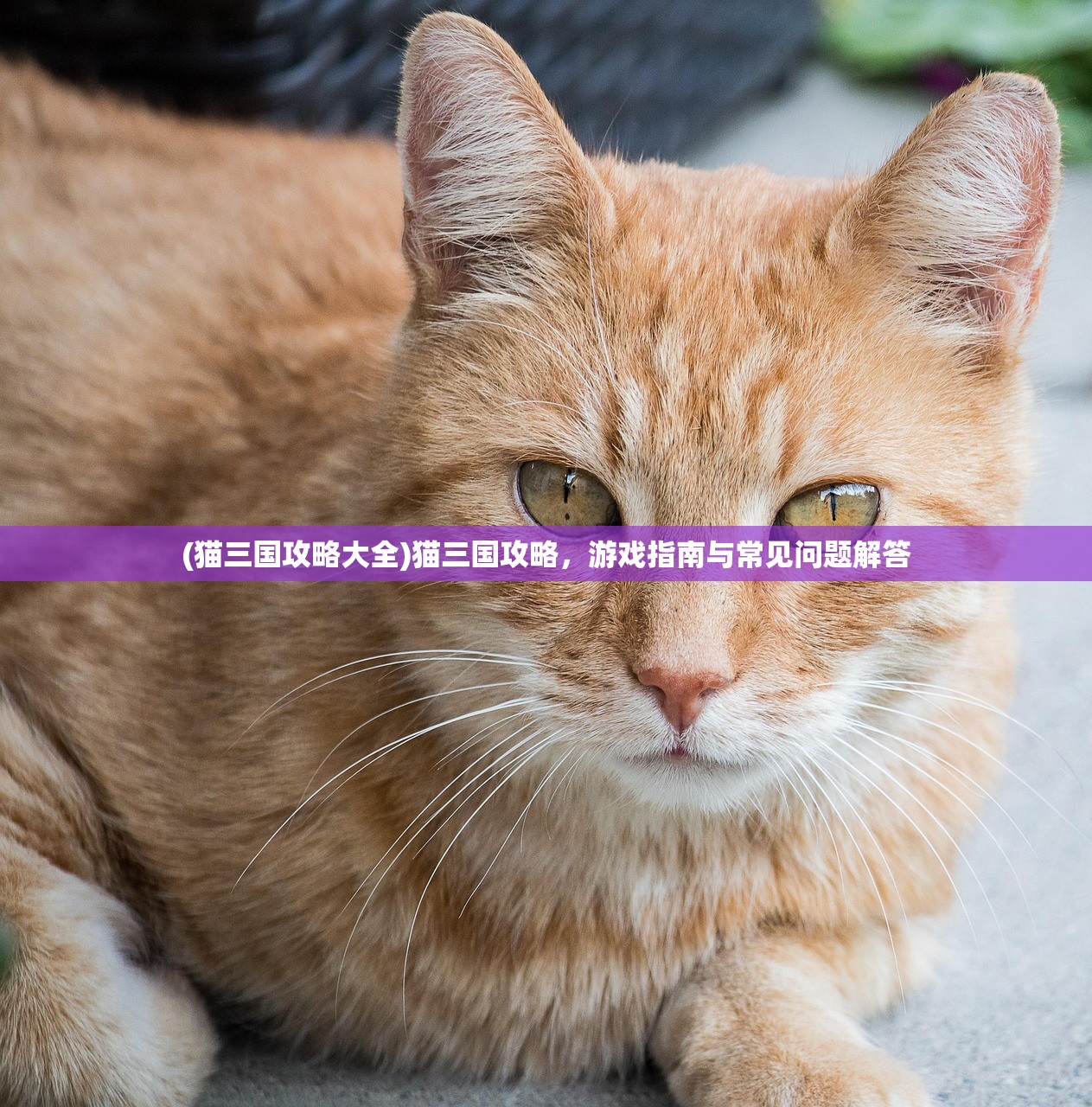 (猫三国攻略大全)猫三国攻略，游戏指南与常见问题解答