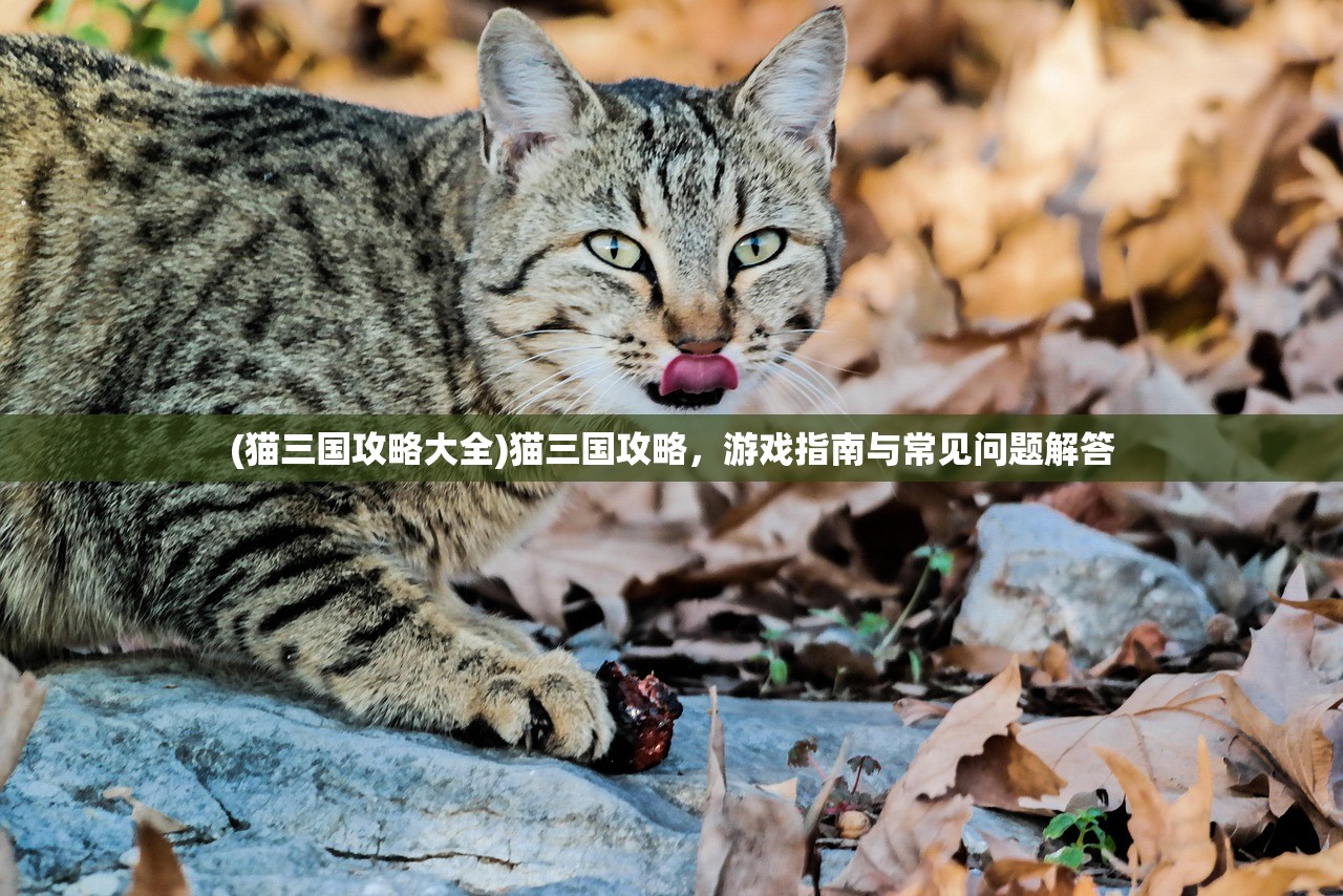 (猫三国攻略大全)猫三国攻略，游戏指南与常见问题解答