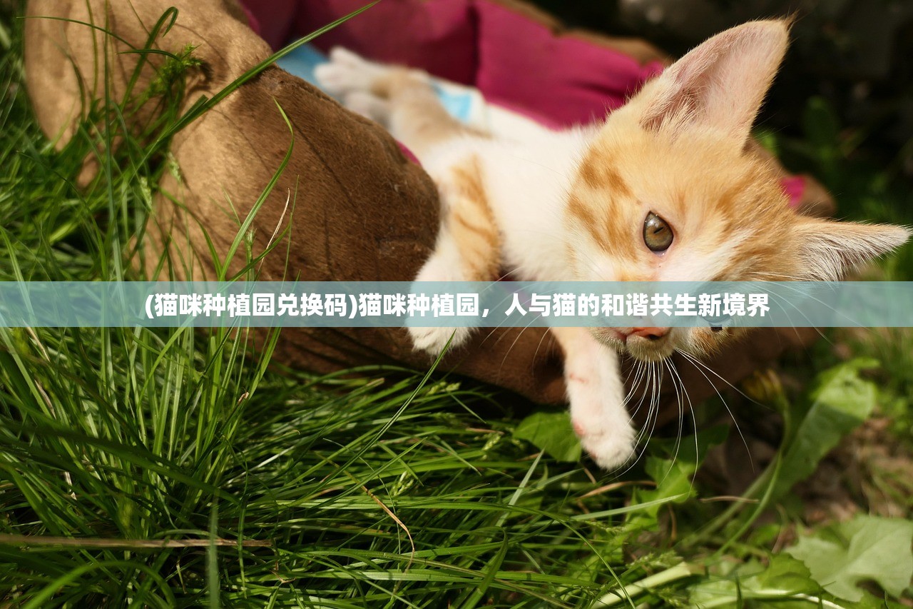 (猫咪种植园兑换码)猫咪种植园，人与猫的和谐共生新境界