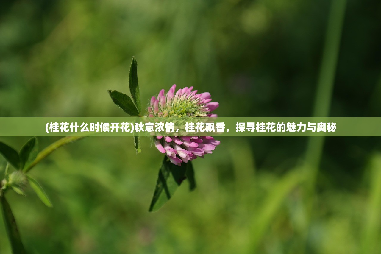 (桂花什么时候开花)秋意浓情，桂花飘香，探寻桂花的魅力与奥秘