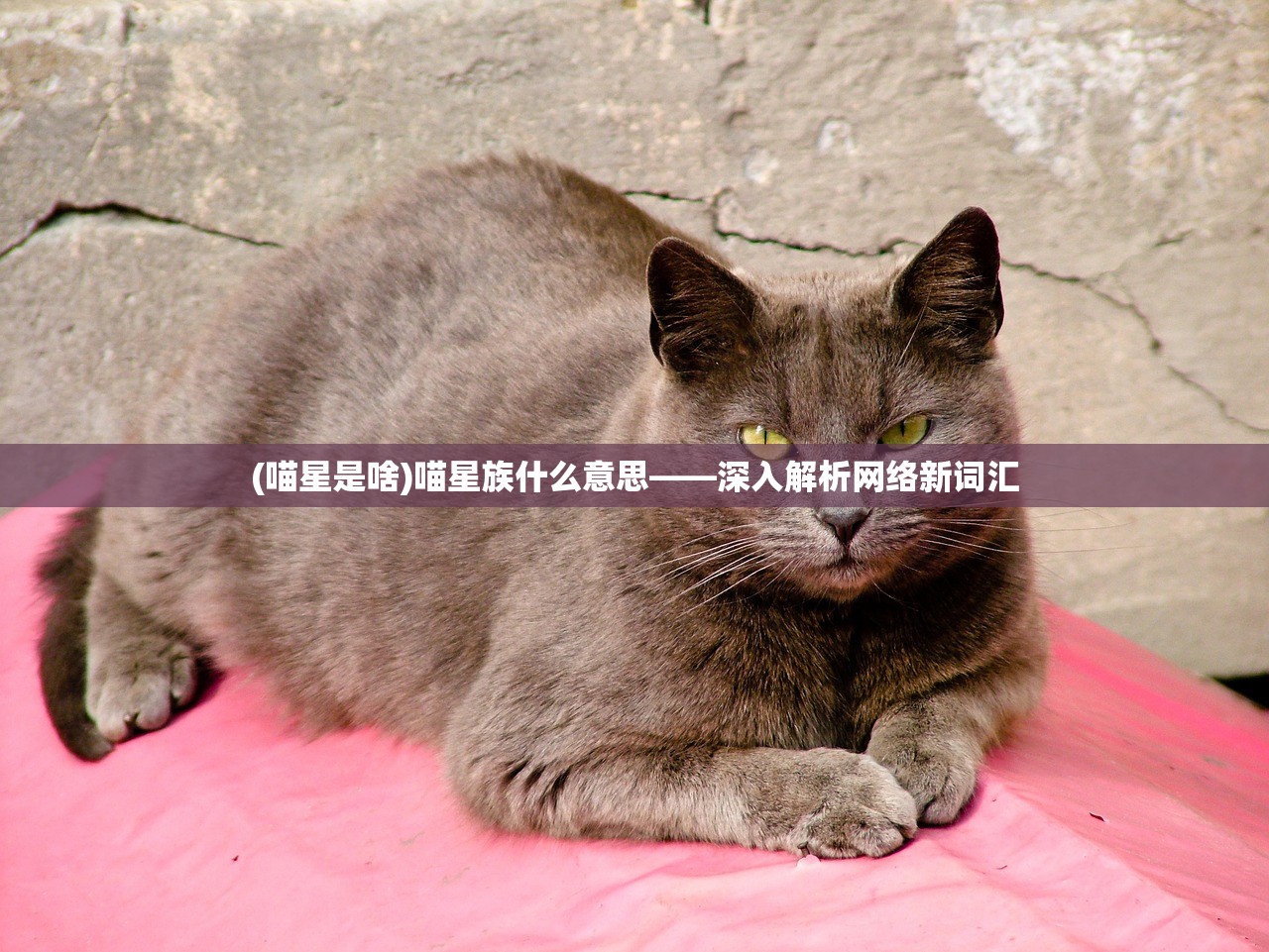 (喵星是啥)喵星族什么意思——深入解析网络新词汇