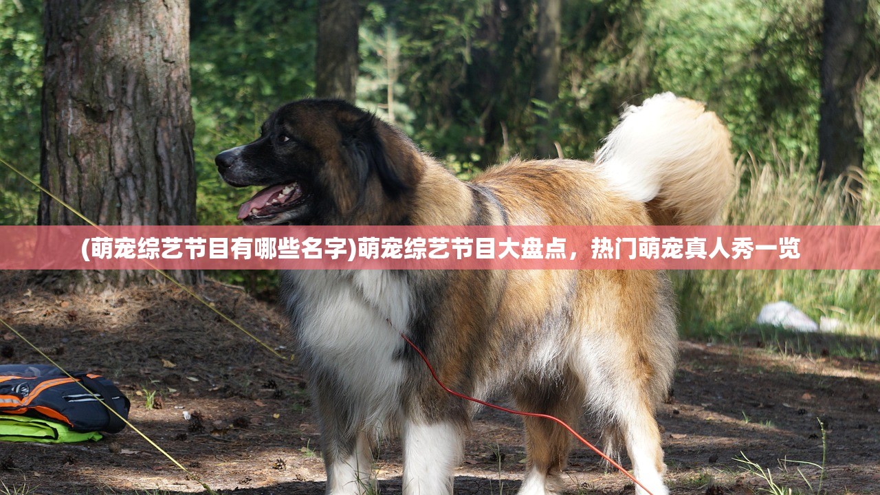 (萌宠综艺节目有哪些名字)萌宠综艺节目大盘点，热门萌宠真人秀一览