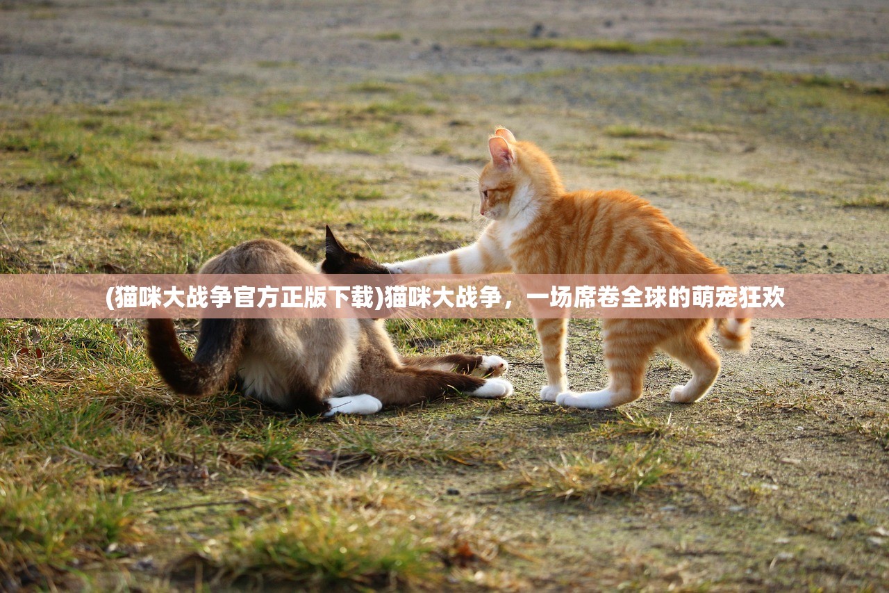 (猫咪大战争官方正版下载)猫咪大战争，一场席卷全球的萌宠狂欢