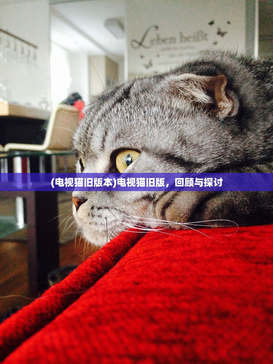 (电视猫旧版本)电视猫旧版，回顾与探讨