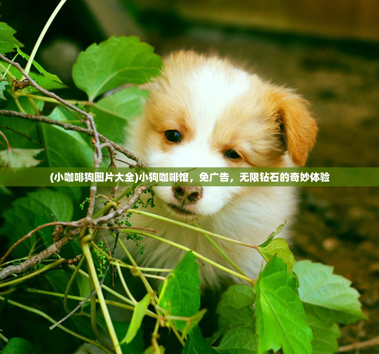 (小咖啡狗图片大全)小狗咖啡馆，免广告，无限钻石的奇妙体验