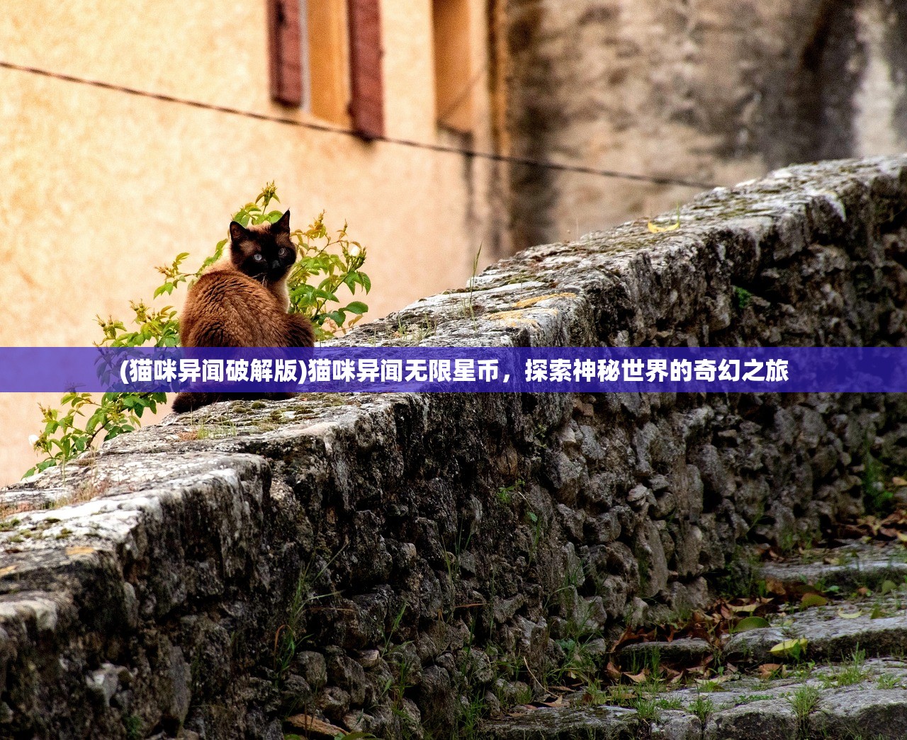 (猫咪异闻破解版)猫咪异闻无限星币，探索神秘世界的奇幻之旅