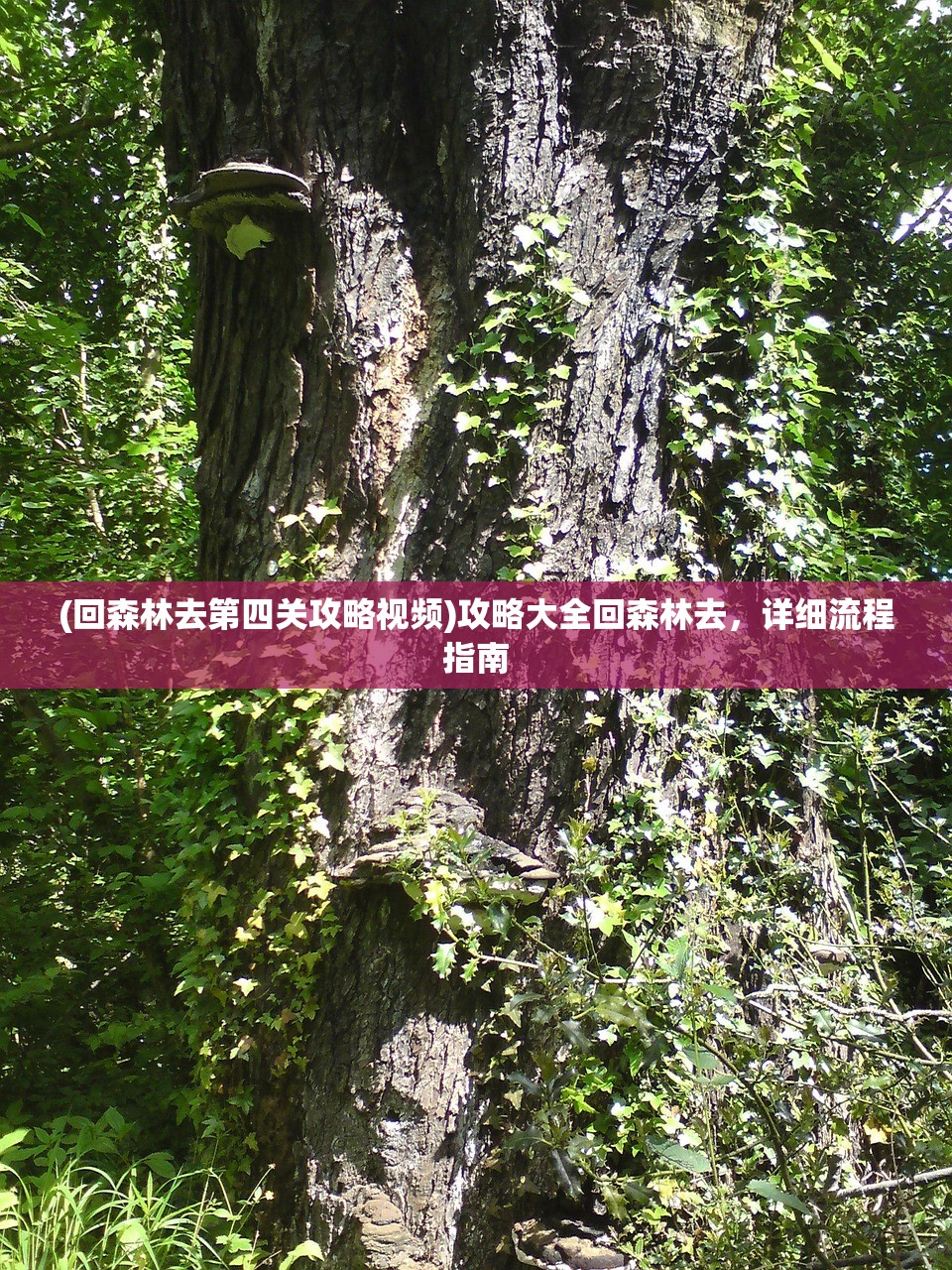(回森林去第四关攻略视频)攻略大全回森林去，详细流程指南