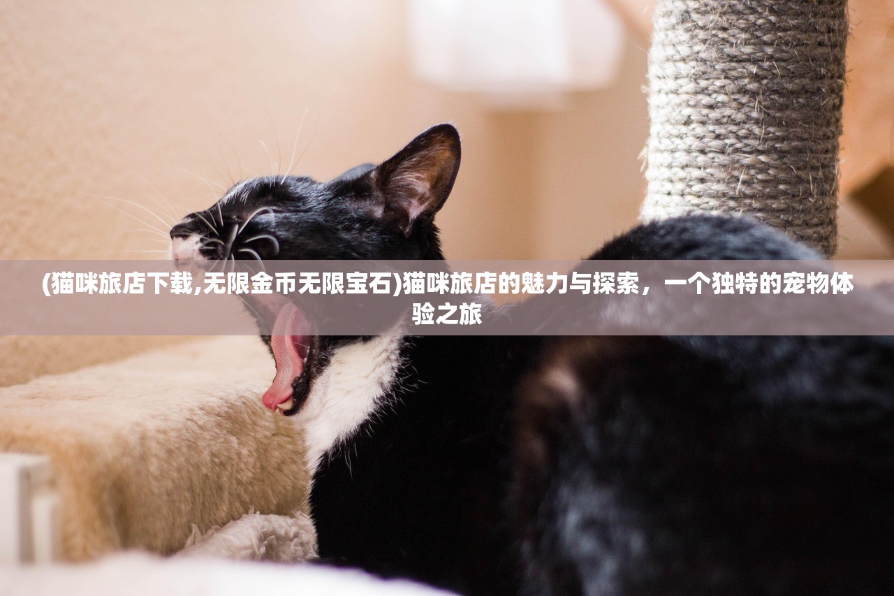(猫咪旅店下载,无限金币无限宝石)猫咪旅店的魅力与探索，一个独特的宠物体验之旅
