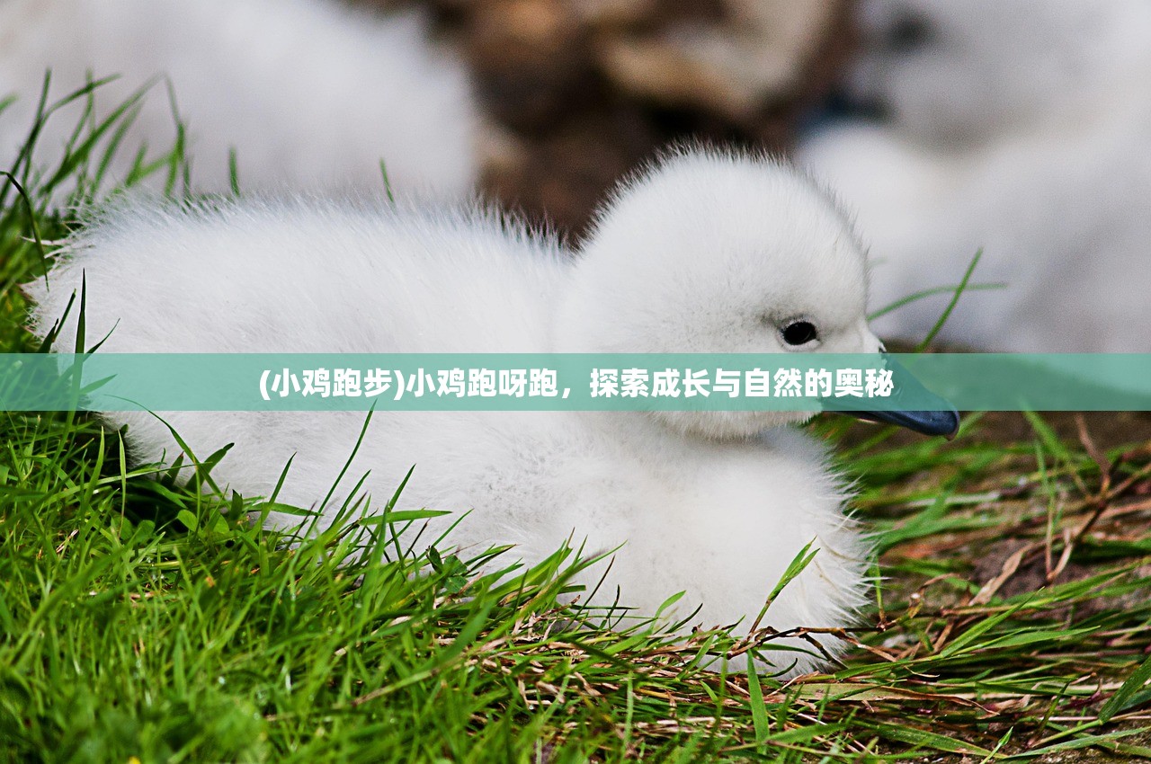 (小鸡跑步)小鸡跑呀跑，探索成长与自然的奥秘