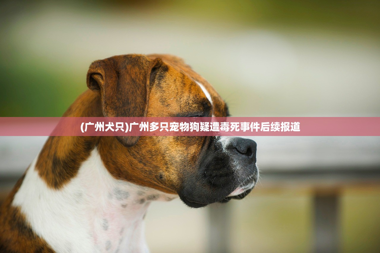 (广州犬只)广州多只宠物狗疑遭毒死事件后续报道