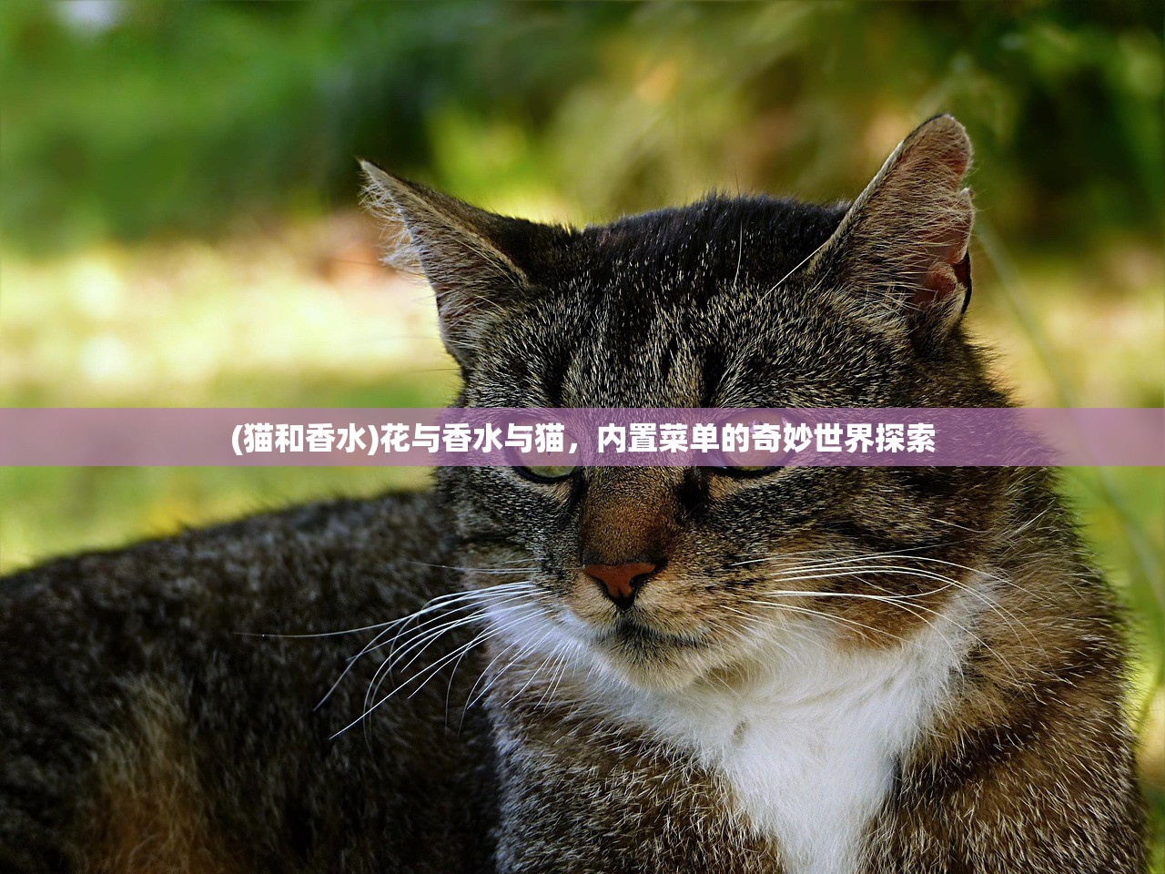 (猫和香水)花与香水与猫，内置菜单的奇妙世界探索