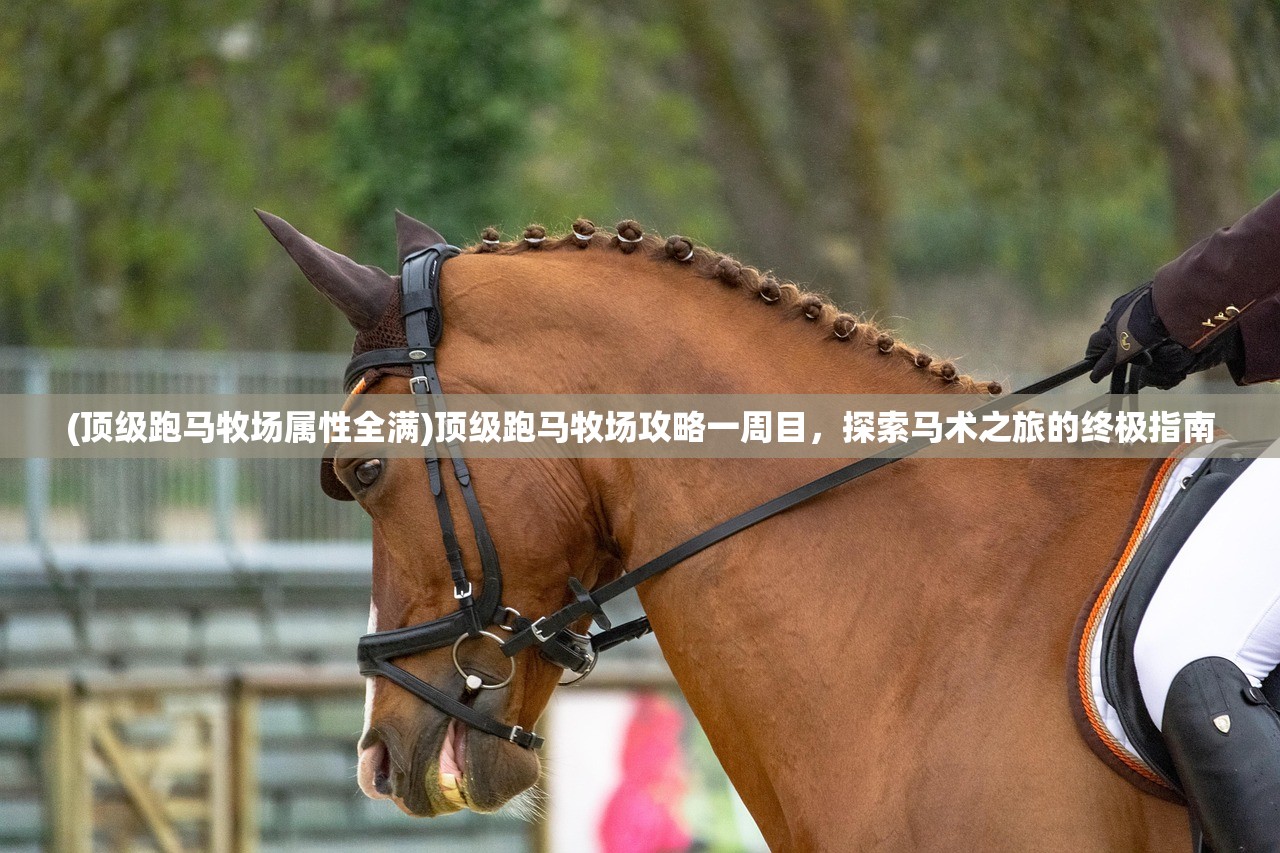 (顶级跑马牧场属性全满)顶级跑马牧场攻略一周目，探索马术之旅的终极指南