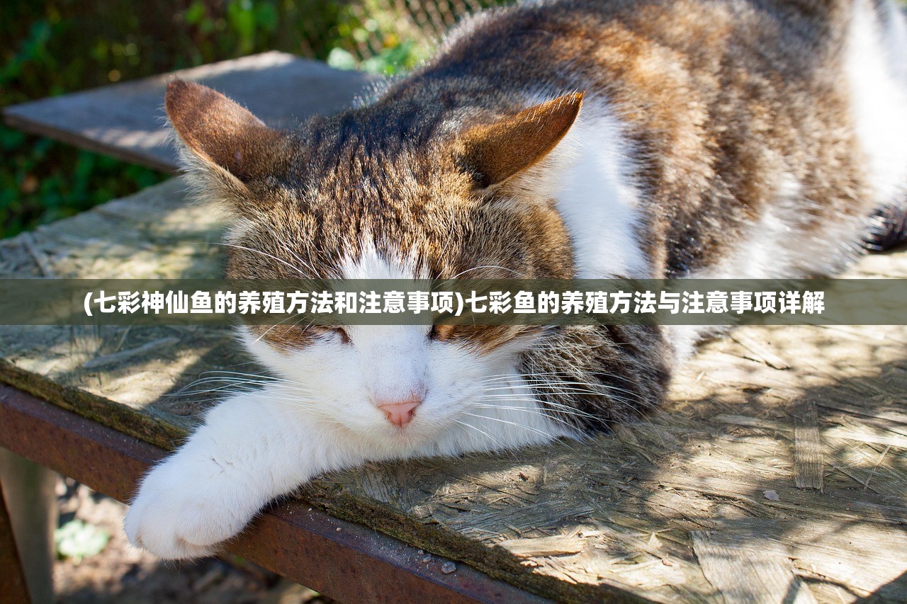 (七彩神仙鱼的养殖方法和注意事项)七彩鱼的养殖方法与注意事项详解