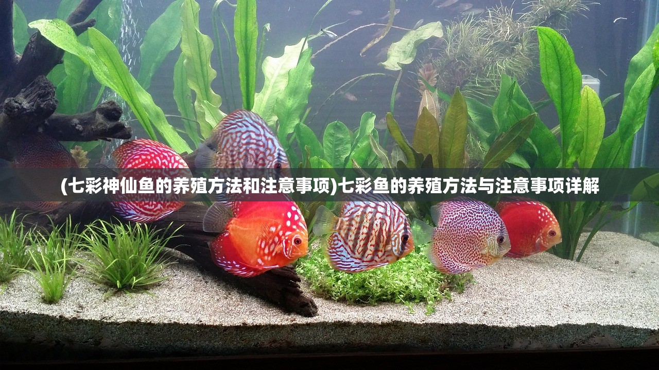 (七彩神仙鱼的养殖方法和注意事项)七彩鱼的养殖方法与注意事项详解
