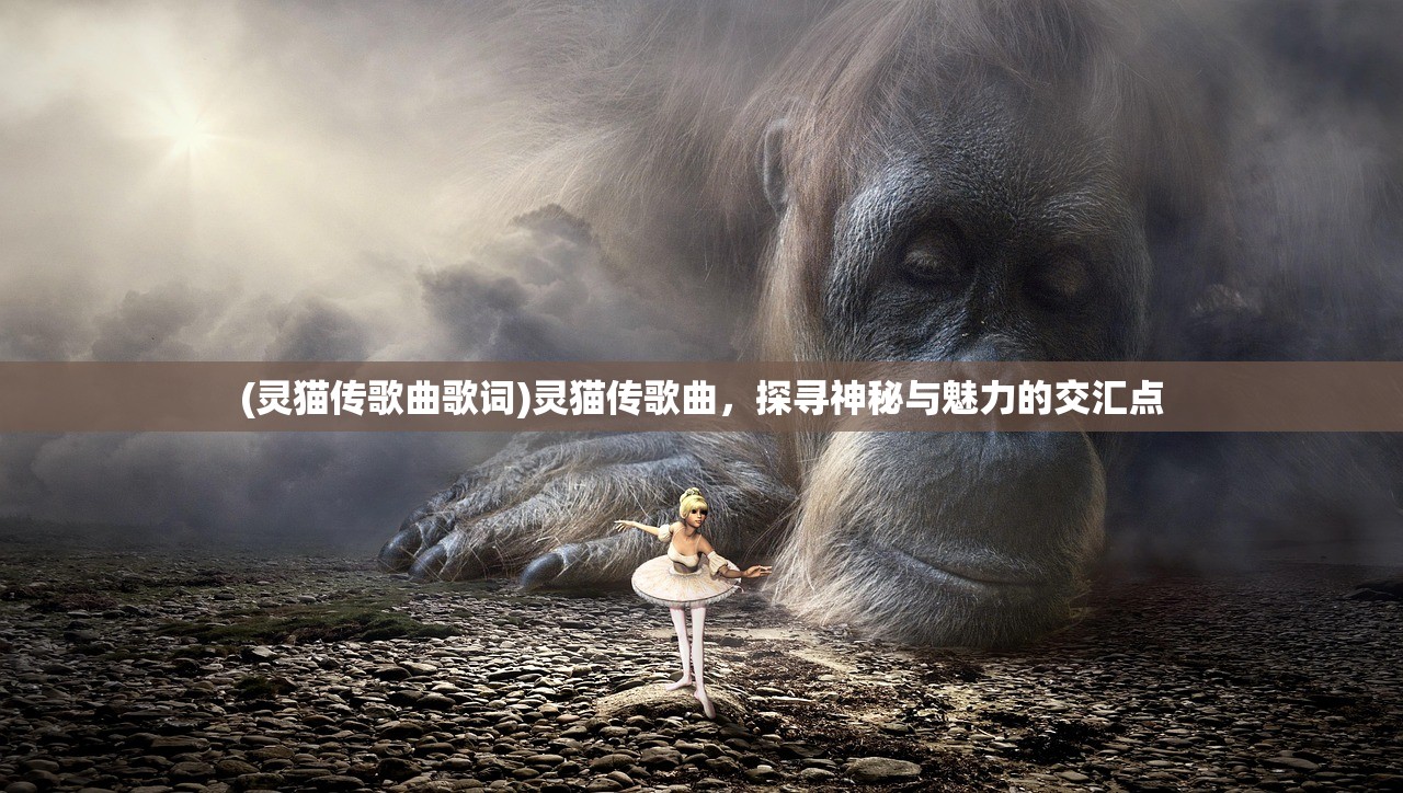 (灵猫传歌曲歌词)灵猫传歌曲，探寻神秘与魅力的交汇点