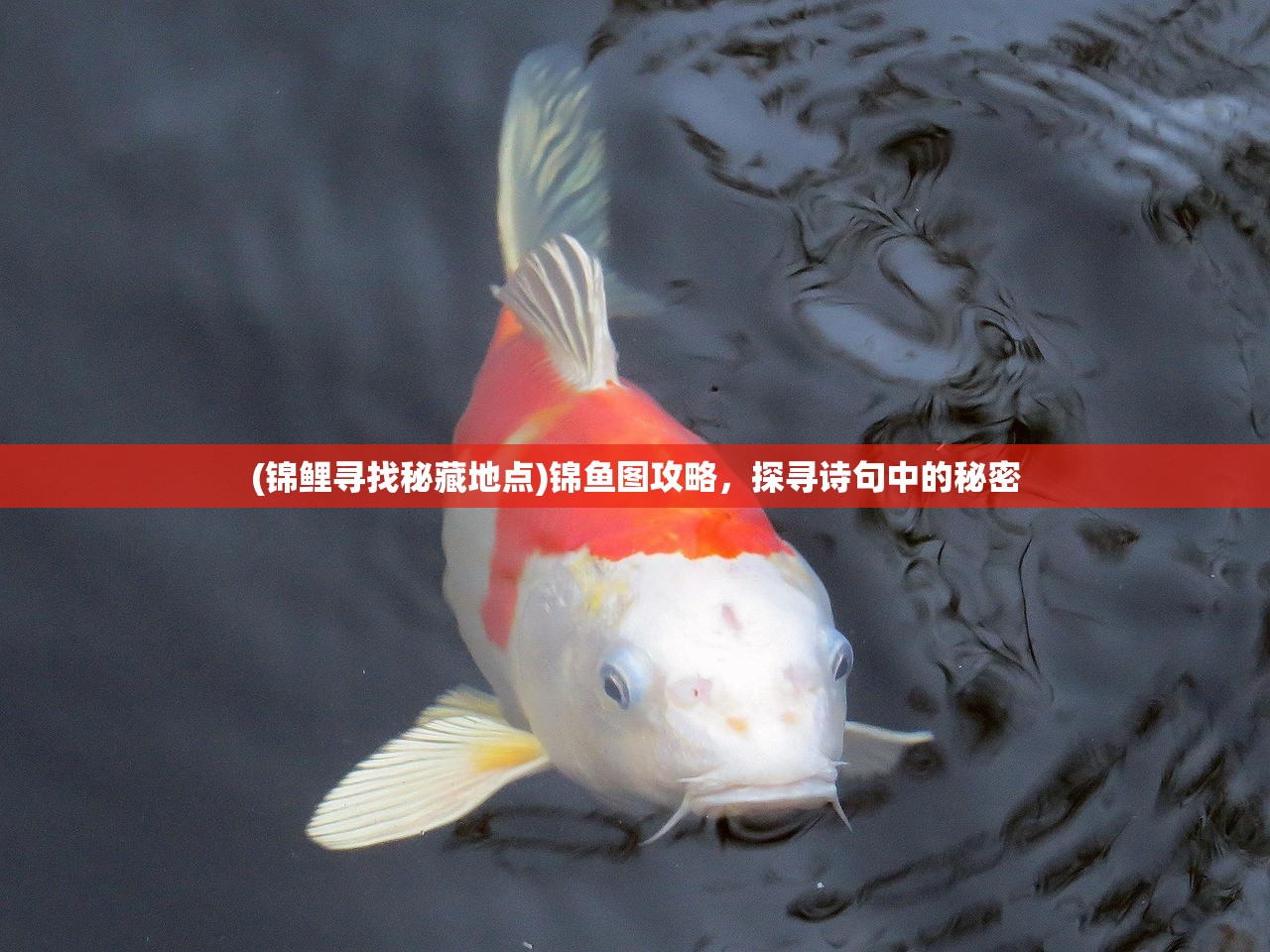 (锦鲤寻找秘藏地点)锦鱼图攻略，探寻诗句中的秘密
