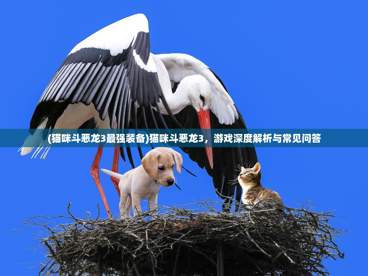 (猫咪斗恶龙3最强装备)猫咪斗恶龙3，游戏深度解析与常见问答