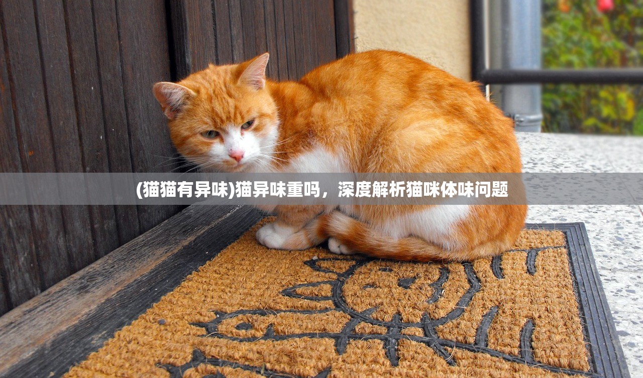 (猫猫有异味)猫异味重吗，深度解析猫咪体味问题