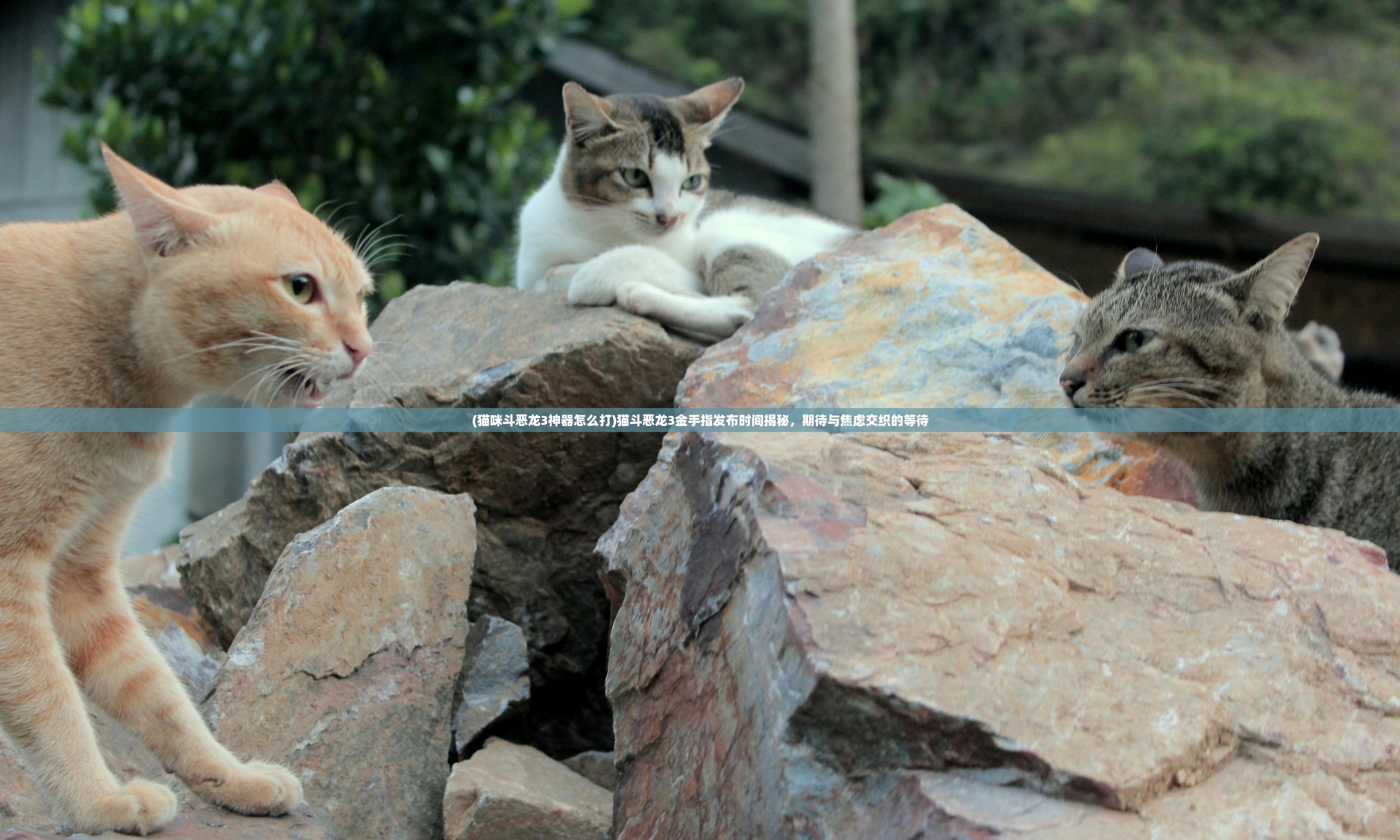 (猫咪斗恶龙3神器怎么打)猫斗恶龙3金手指发布时间揭秘，期待与焦虑交织的等待