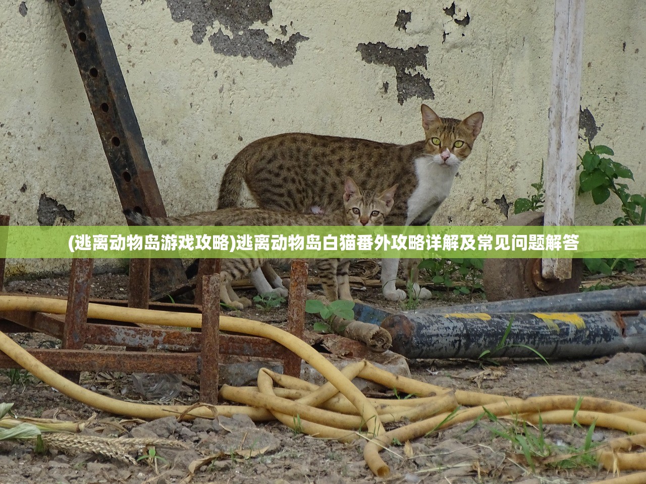 (逃离动物岛游戏攻略)逃离动物岛白猫番外攻略详解及常见问题解答