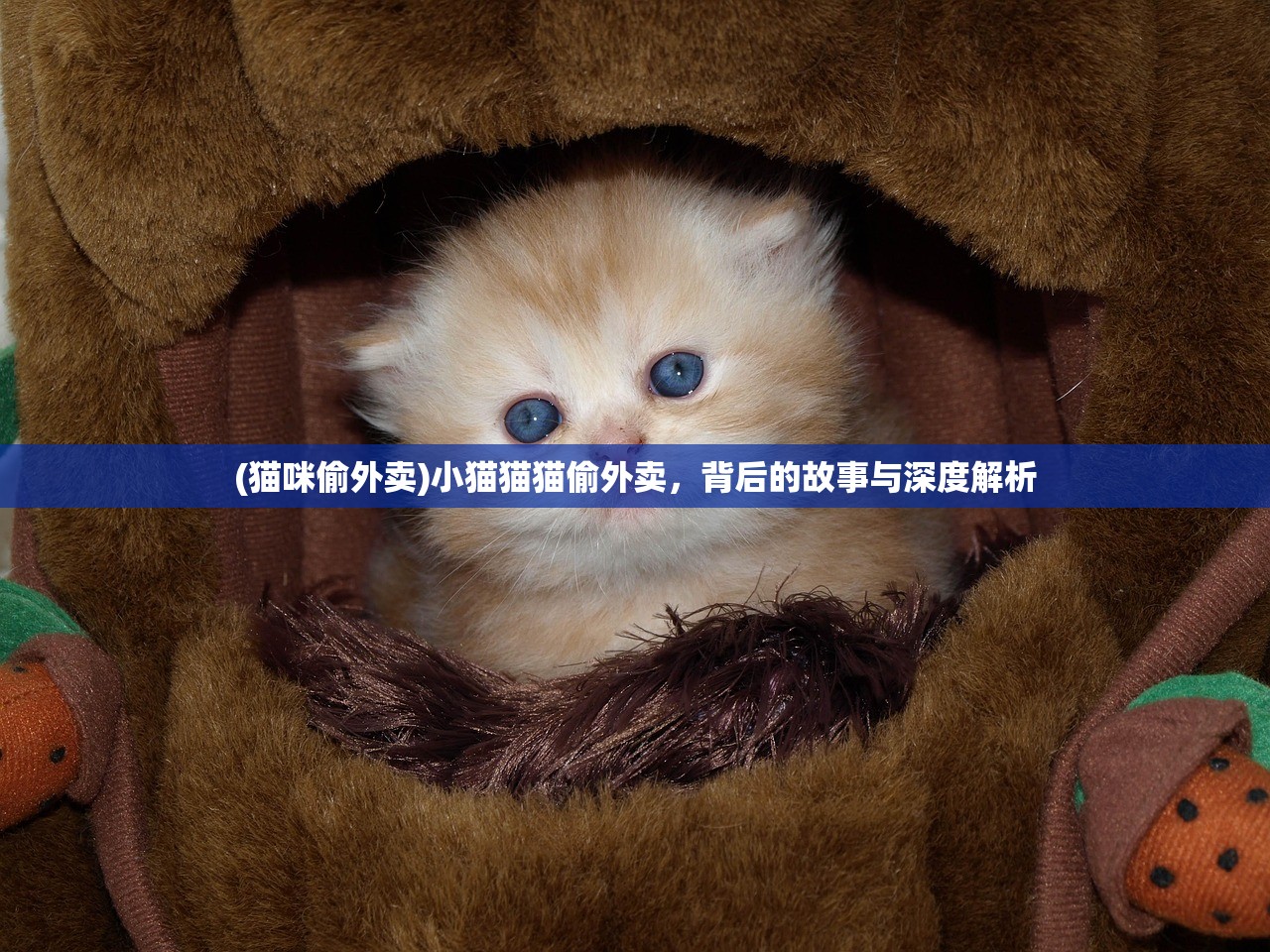 (猫咪偷外卖)小猫猫猫偷外卖，背后的故事与深度解析