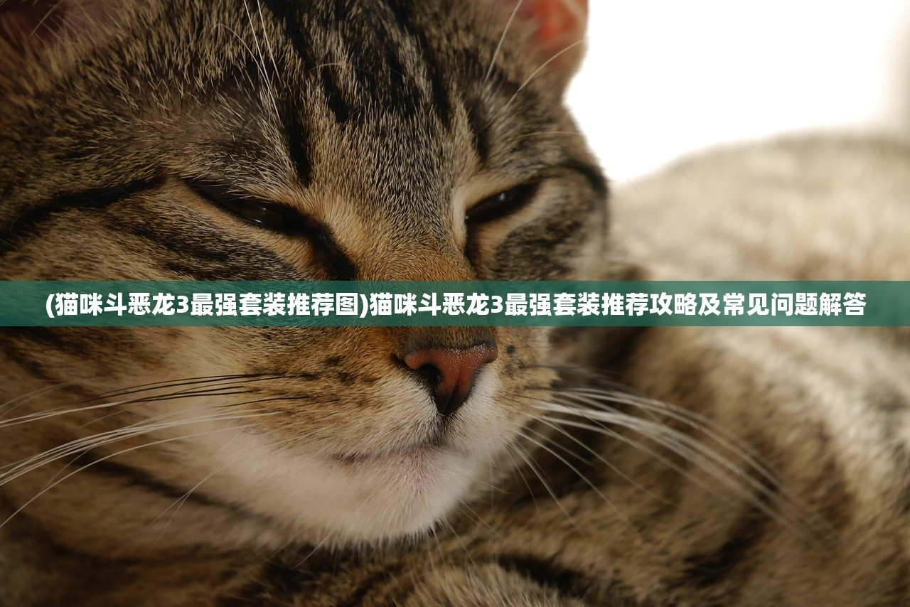 (猫咪斗恶龙3最强套装推荐图)猫咪斗恶龙3最强套装推荐攻略及常见问题解答